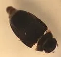 Crenitulus suturalis - photo 3