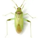 Creontiades debilis