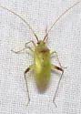 Creontiades debilis - photo 2