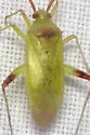 Creontiades debilis - photo 3