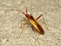Creontiades rubrinervis