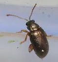 Crepidodera aereola