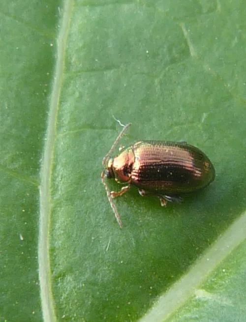 Crepidodera aurea