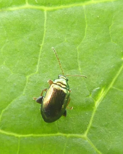 Crepidodera aurea - photo 2