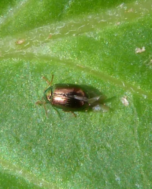 Crepidodera aurea - photo 3
