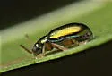 Crepidodera bella