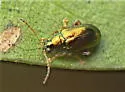 Crepidodera bella - photo 2