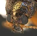 Crepidodera bella - photo 5