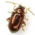 Crepidodera browni - photo 3