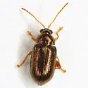 Crepidodera browni - photo 4