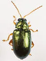 Crepidodera browni - photo 5