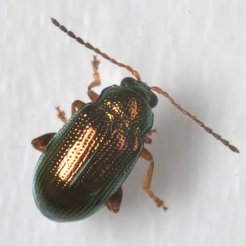 Crepidodera fulvicornis