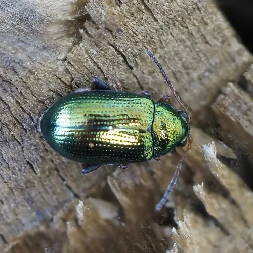 Crepidodera fulvicornis - photo 2
