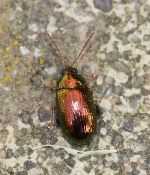 Crepidodera fulvicornis - photo 3