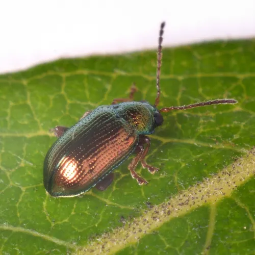 Crepidodera fulvicornis - photo 4
