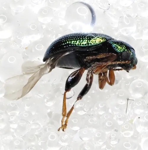 Crepidodera fulvicornis - photo 5