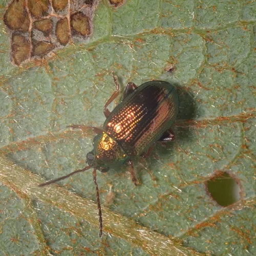 Crepidodera fulvicornis - photo 7