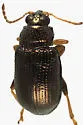 Crepidodera heikertingeri