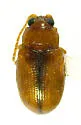 Crepidodera longula