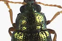 Crepidodera nana - Crepidodera nana