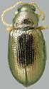 Crepidodera nana - photo 2
