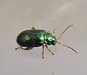 Crepidodera nana - photo 3
