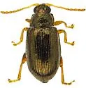 Crepidodera opulenta - photo 2
