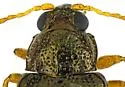 Crepidodera opulenta - photo 3