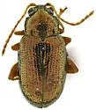Crepidodera opulenta - photo 4