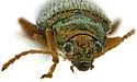 Crepidodera opulenta - photo 5