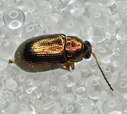 Crepidodera plutus - Crepidodera plutus