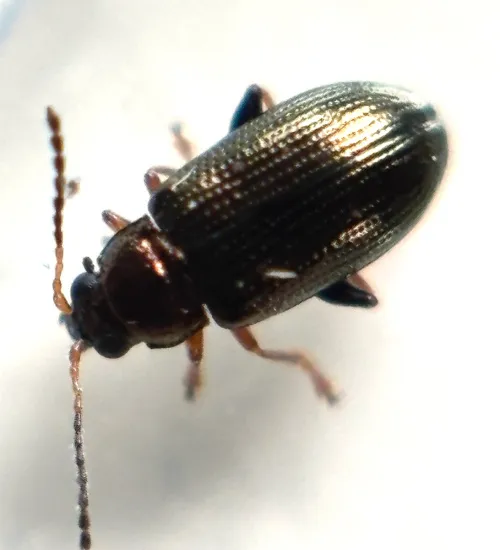 Crepidodera plutus - photo 2