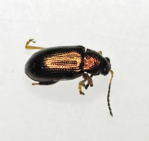 Crepidodera plutus - photo 3