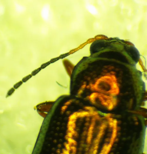 Crepidodera plutus - photo 4