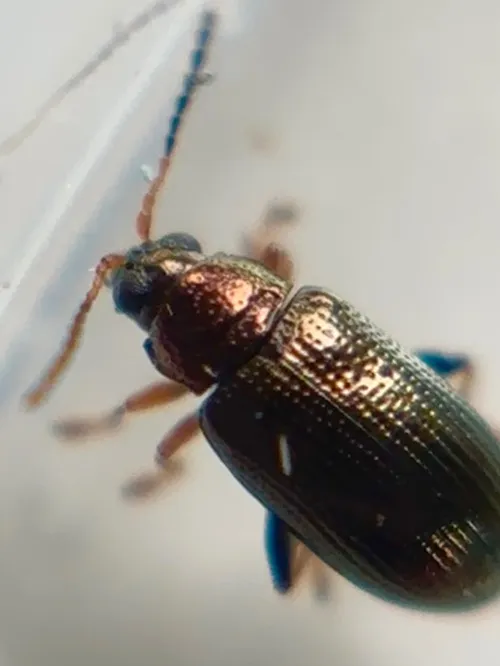 Crepidodera plutus - photo 5