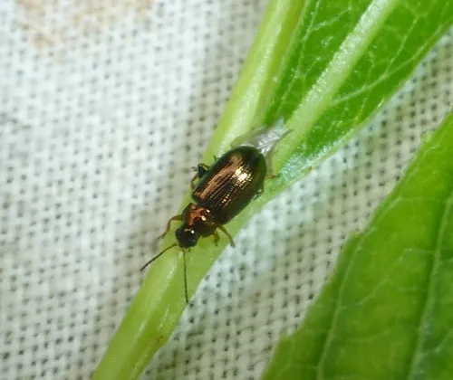 Crepidodera plutus - photo 6