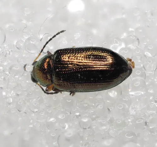 Crepidodera plutus - photo 7