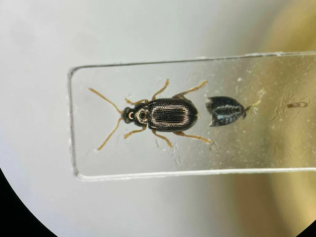 Crepidodera populivora - photo 2