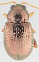 Crepidodera solita - Crepidodera solita