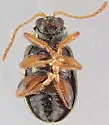 Crepidodera solita - photo 2