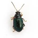 Crepidodera violacea - photo 2