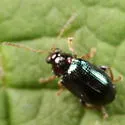Crepidodera violacea - photo 3