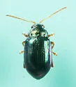 Crepidodera violacea - photo 4