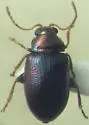 Crepidodera violacea - photo 5