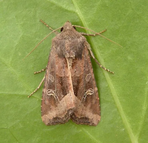 The Crescent - Helotropha leucostigma