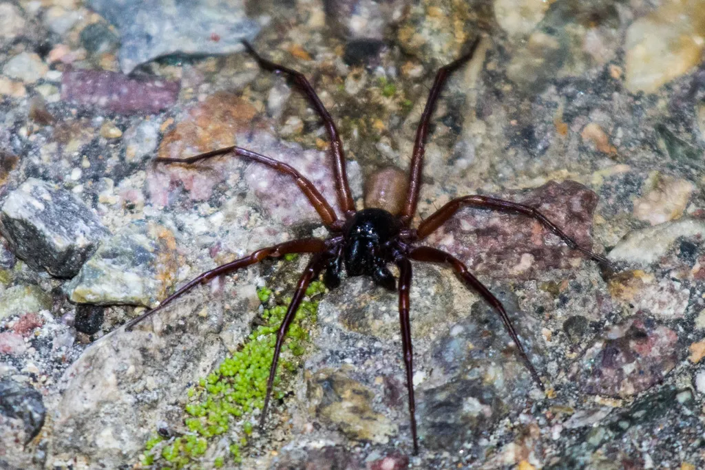 Creugas bajulus - photo 2