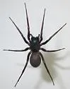 Creugas gulosus