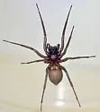 Creugas gulosus - photo 2