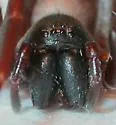 Creugas gulosus - photo 4