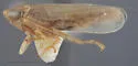 Cribrus concinnus - Cribrus concinnus